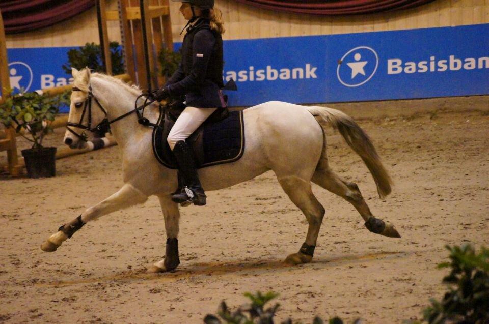 Welsh Partbred (Sec F) Toftekjærs Loralai KLUBMESTER DRSSUR 2012!  - sikke en stor galop den lille pony har på springbanen:) billede 15