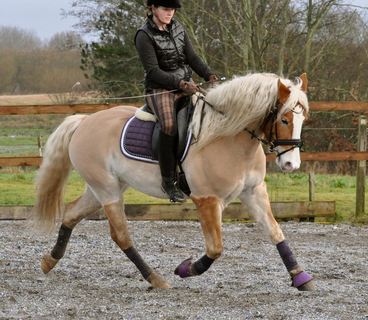 Haflinger LuLu Lakisha - Første træning på hjemmebane :D 
 billede 16