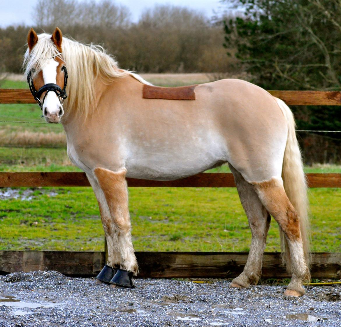 Haflinger LuLu Lakisha billede 19