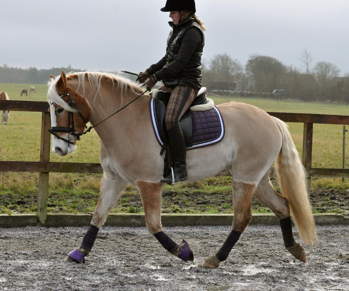 Haflinger LuLu Lakisha billede 18