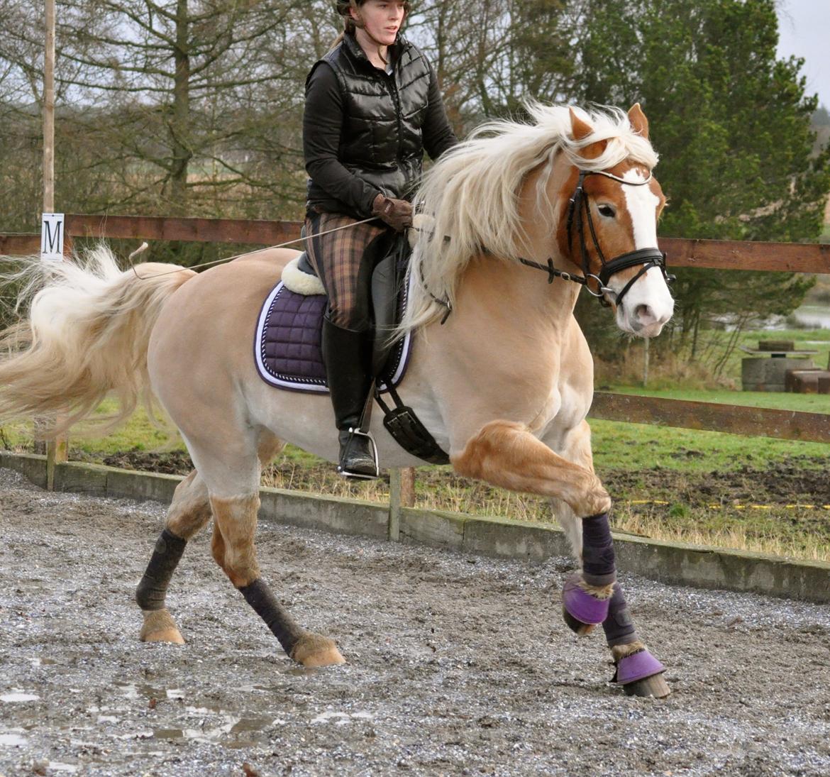 Haflinger LuLu Lakisha - Lækkert billede, dog er jeg træt af man ikke får det sidste af mit ansigt med :D det er en ommer mutti :D  billede 21