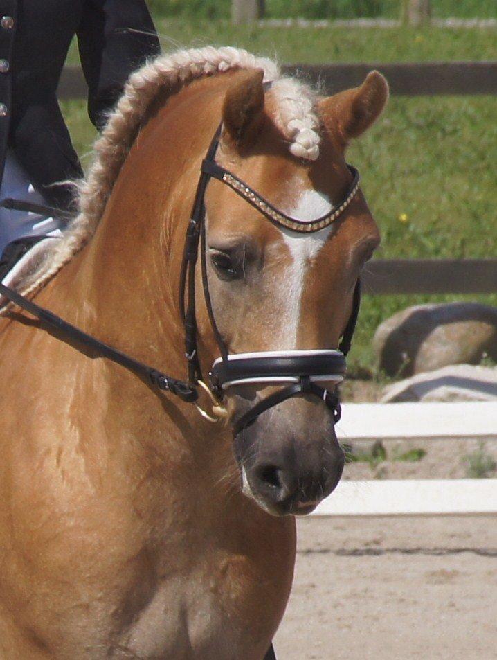 Haflinger STACHUS - Stachus til klubmesterskab 2012, 4 plads LA2-A billede 20
