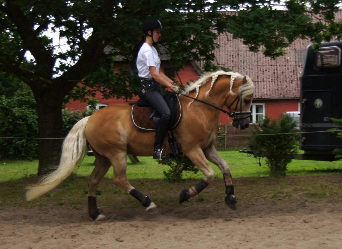 Haflinger STACHUS billede 1