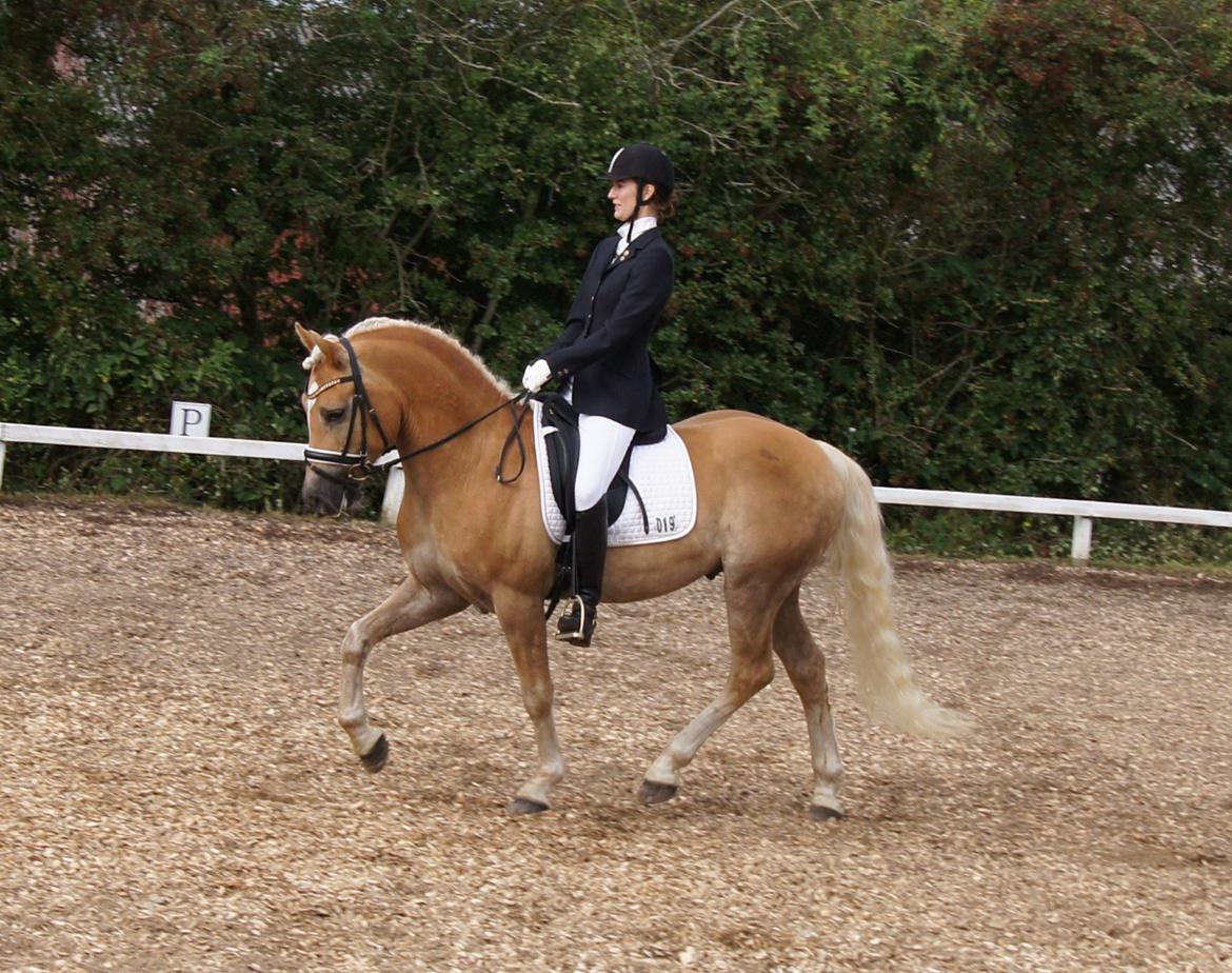 Haflinger STACHUS - LA4-A billede 3
