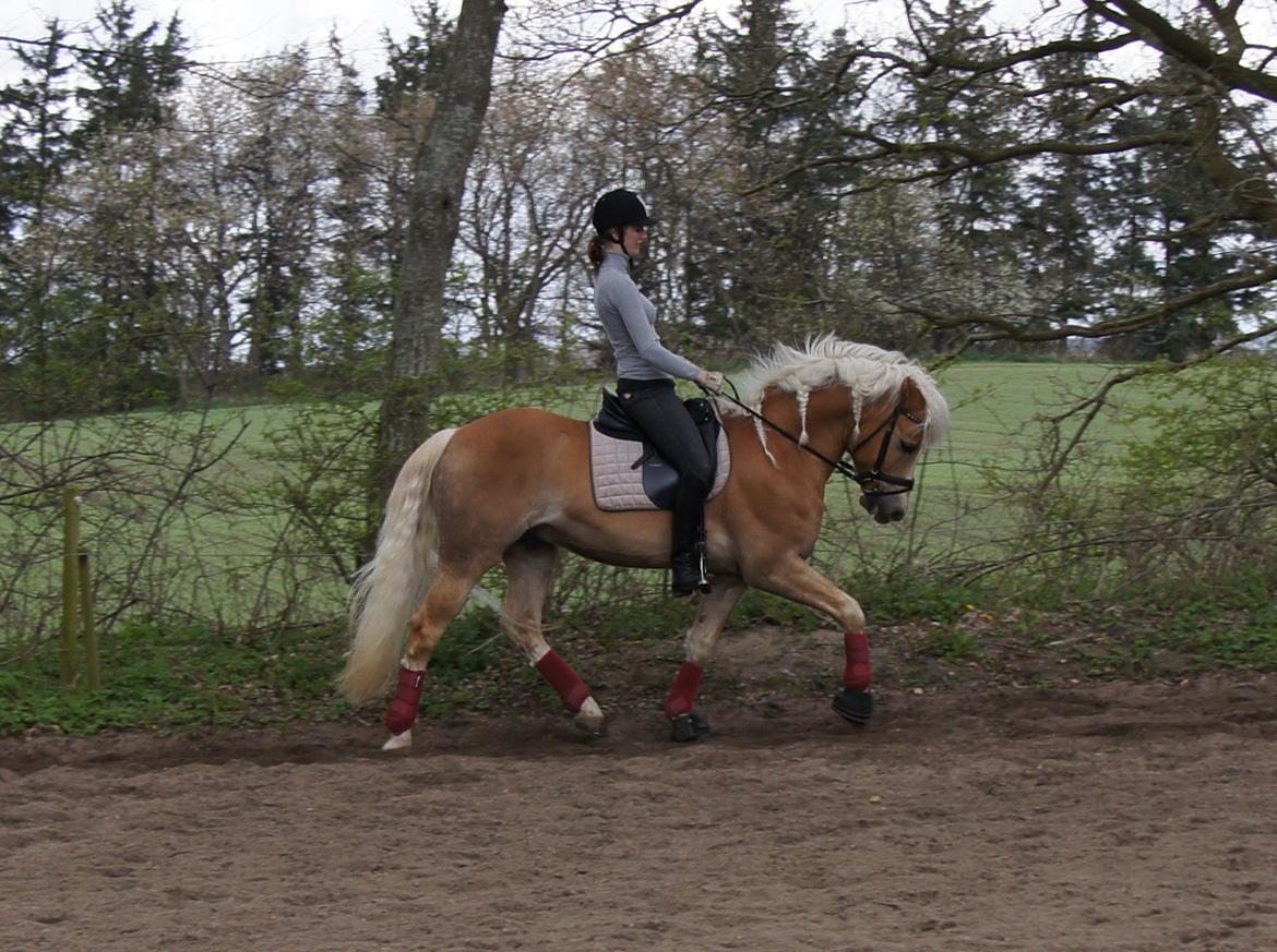 Haflinger STACHUS billede 6