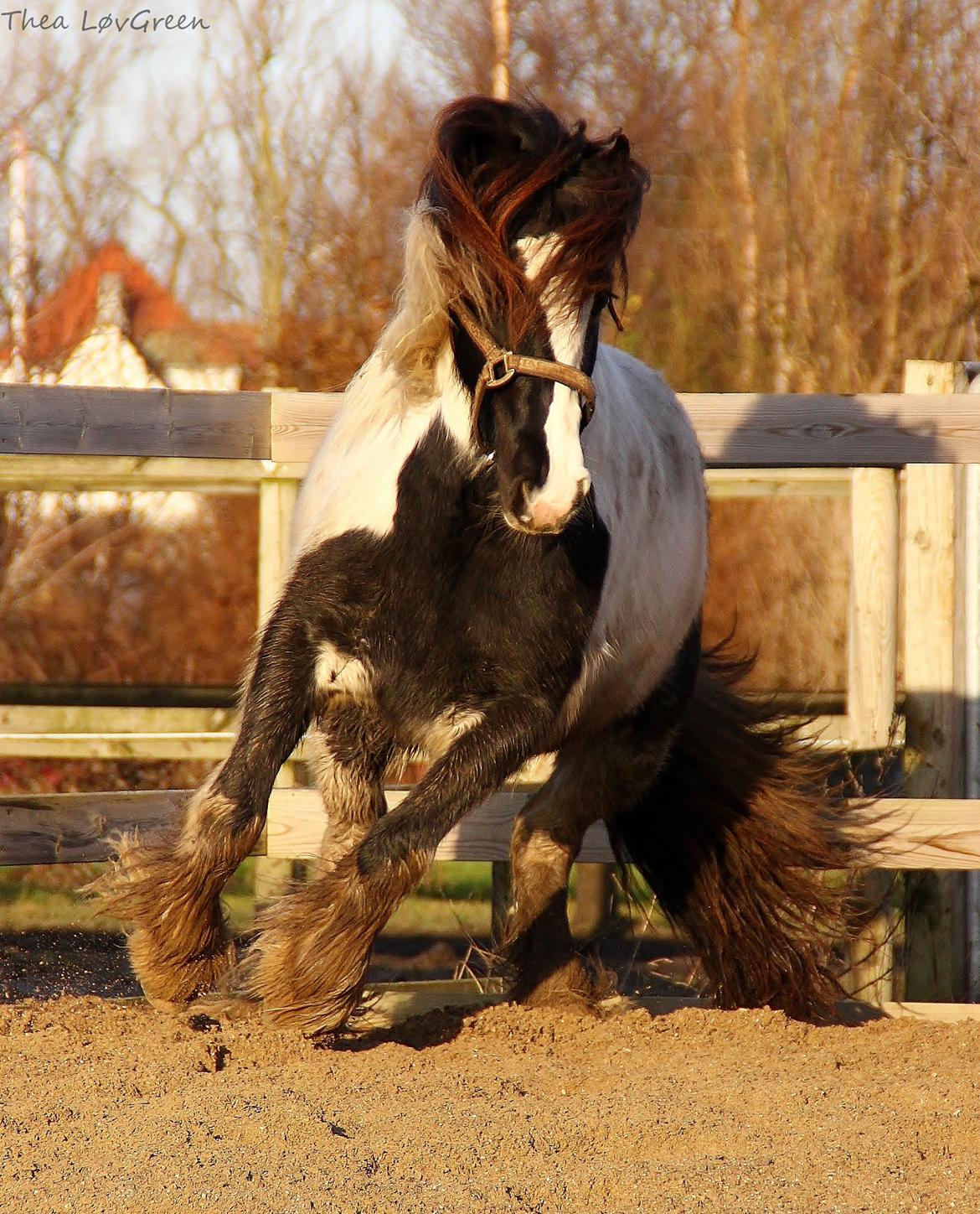 Tinker Lady Harmonie - Fart over fims billede 11