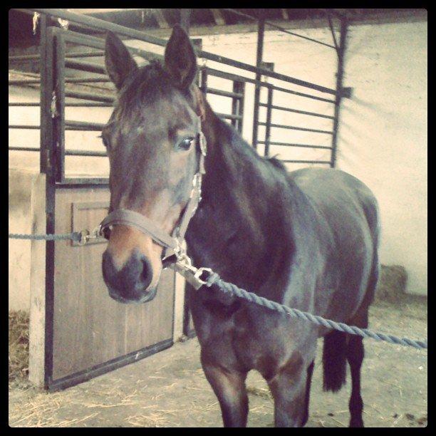 Traver Lavendel Safir - Den lille Safir efter en af vores første rideture :) billede 6