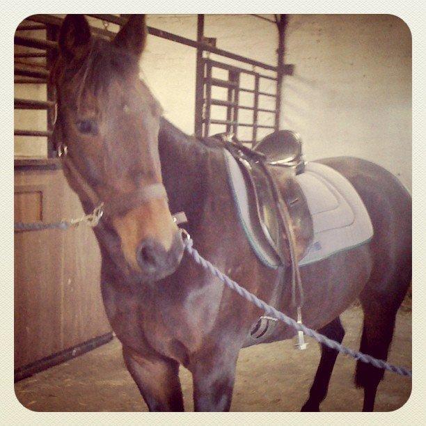 Traver Lavendel Safir billede 13