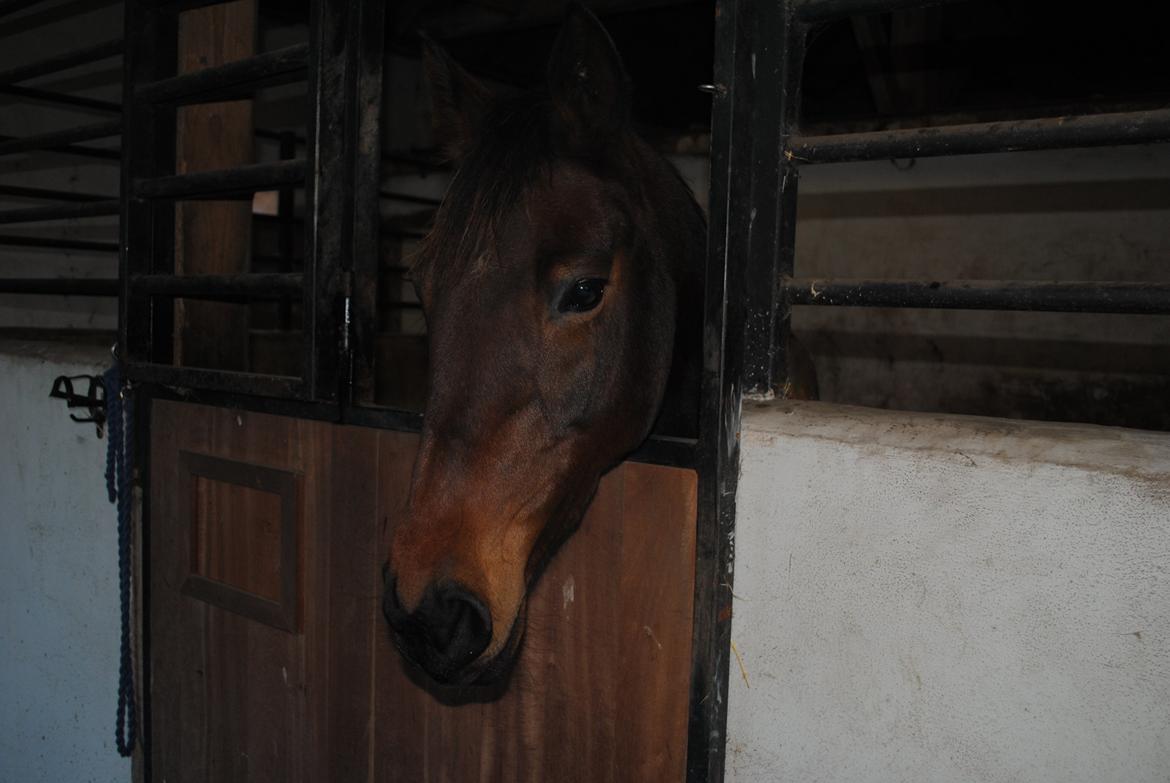 Traver Lavendel Safir - Safir i sin nye boks.  billede 14