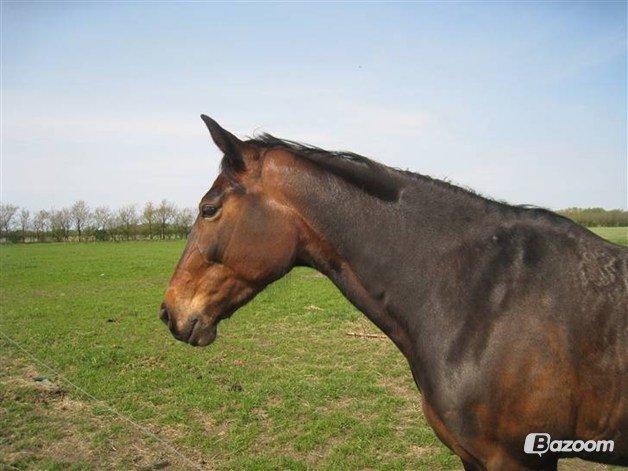 Traver Lavendel Safir - Safir hos gamle ejer billede 15