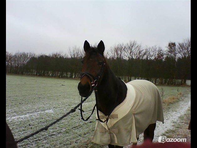 Traver Lavendel Safir - Safir hos gamle ejer billede 16