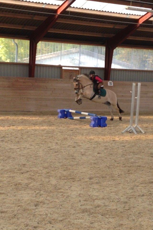 Fjordhest Armani (Manni) billede 14