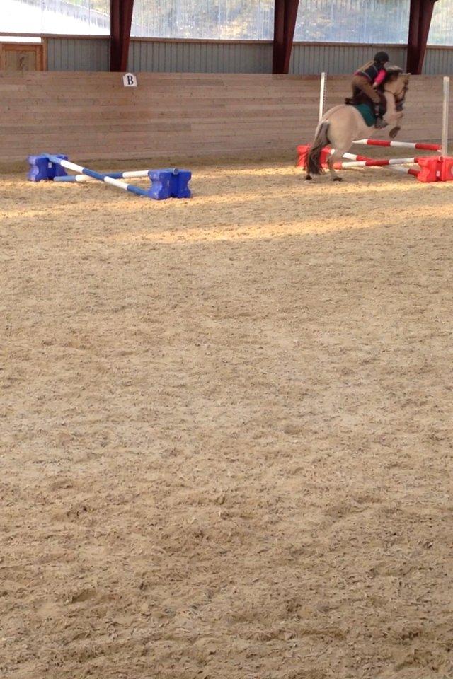 Fjordhest Armani (Manni) billede 15