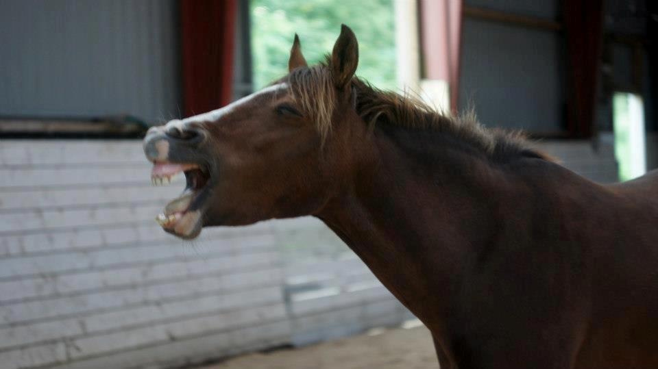 New Forest Staldbakkens Tic-Tacs - Sikke en charmerende pony jeg har mig hva'?<333 billede 11