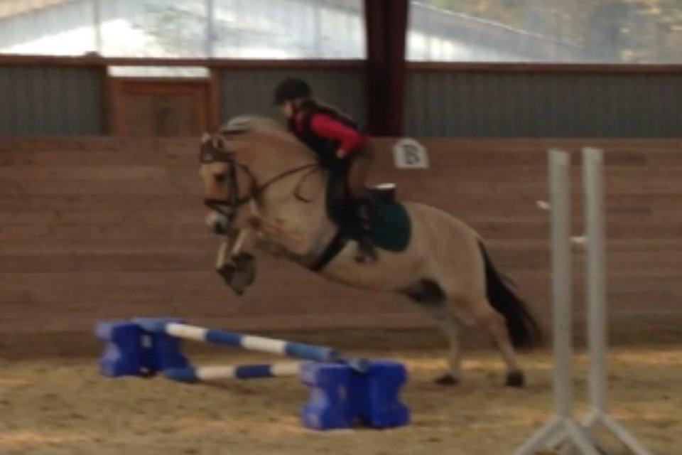 Fjordhest Armani (Manni) billede 16