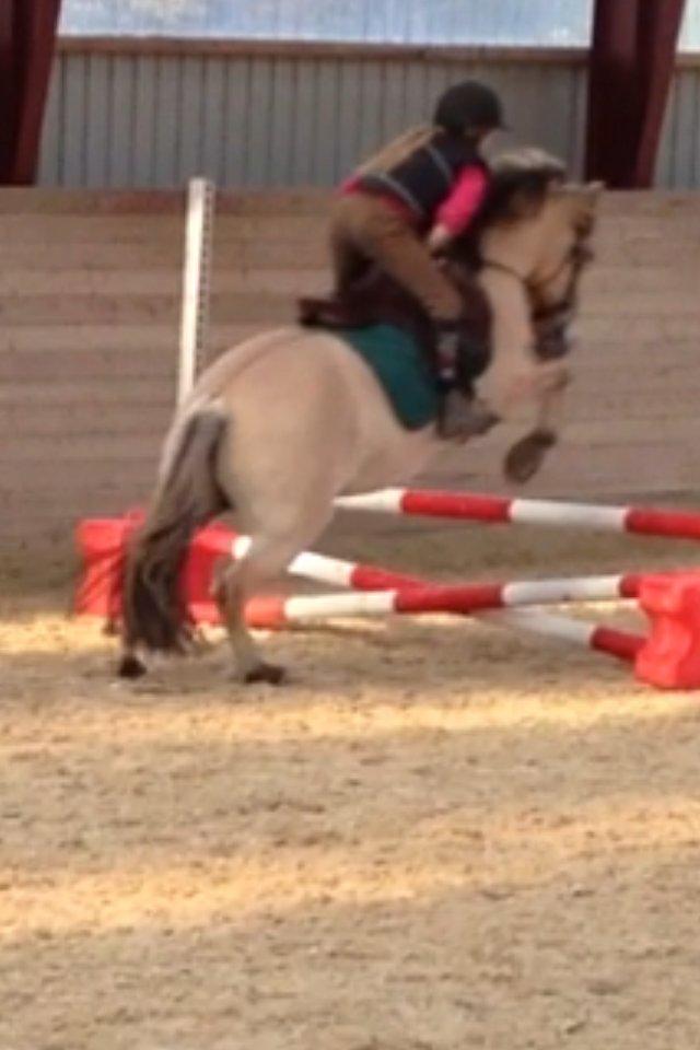 Fjordhest Armani (Manni) billede 17