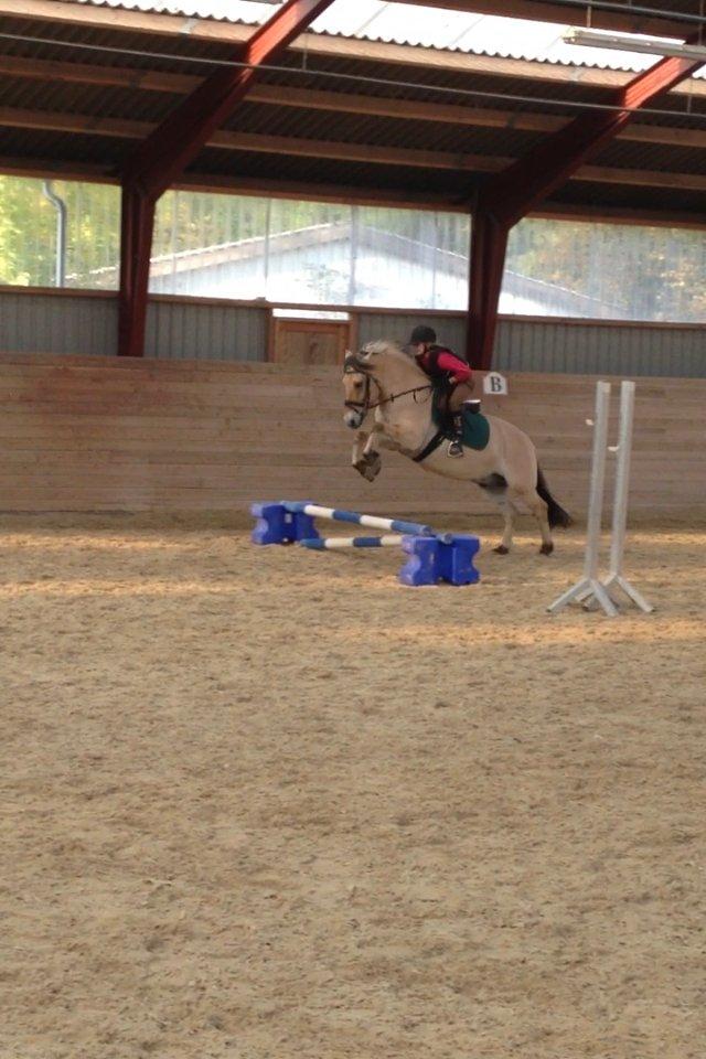 Fjordhest Armani (Manni) billede 18