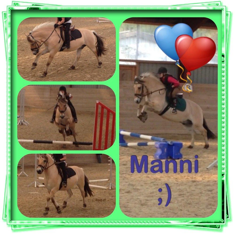 Fjordhest Armani (Manni) billede 19