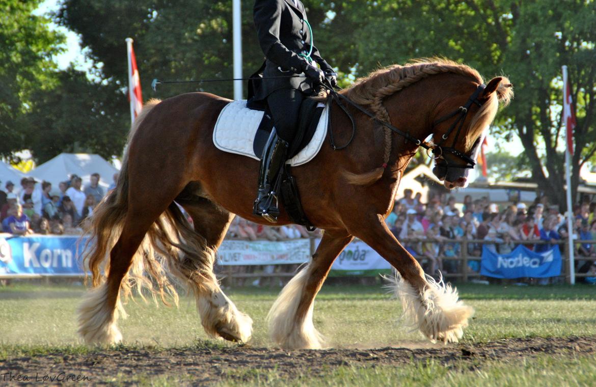 Tinker Red Aicha - Roskilde dyreskue 2011 med Sandra billede 12