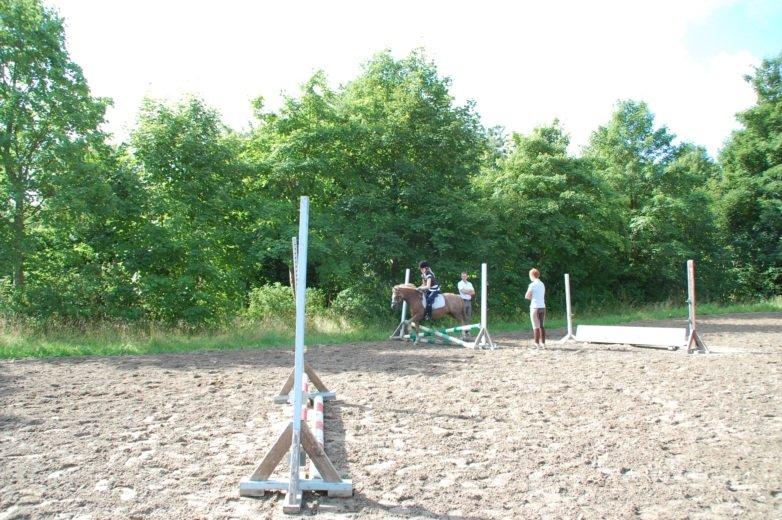 Dartmoor Skovbrynets Bastjan - Springer! billede 6