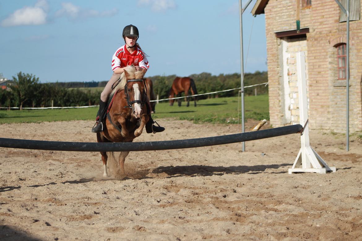 Anden særlig race mathilde - hun er bare den spring pony billede 8