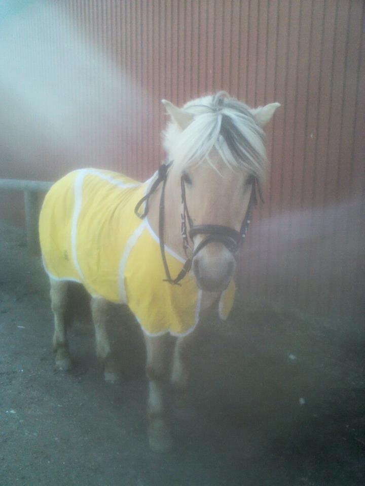 Fjordhest Claes skellerød  - Claes i et flot gult dækken <3 <3 billede 8