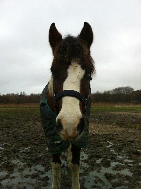 Anden særlig race Mikado - SAVNET! :'( <3 billede 22