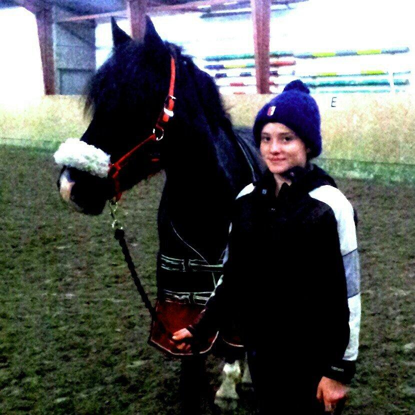 Welsh Cob (sec D) Fronerthig Brenin Arthur RIP - Dårlig kvalitet , men elsker min dejlige dreng <3 billede 11