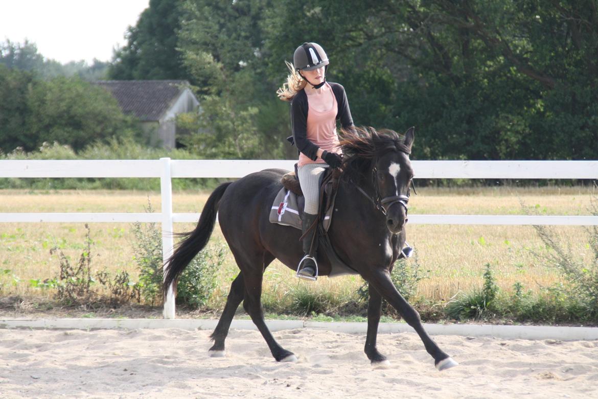 Svensk Sportspony  Blackie Brown :) - du så dejlig at man ikke kan beskrive det <33 foto (far) billede 11