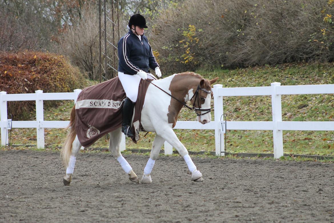 Pinto Aristo billede 15