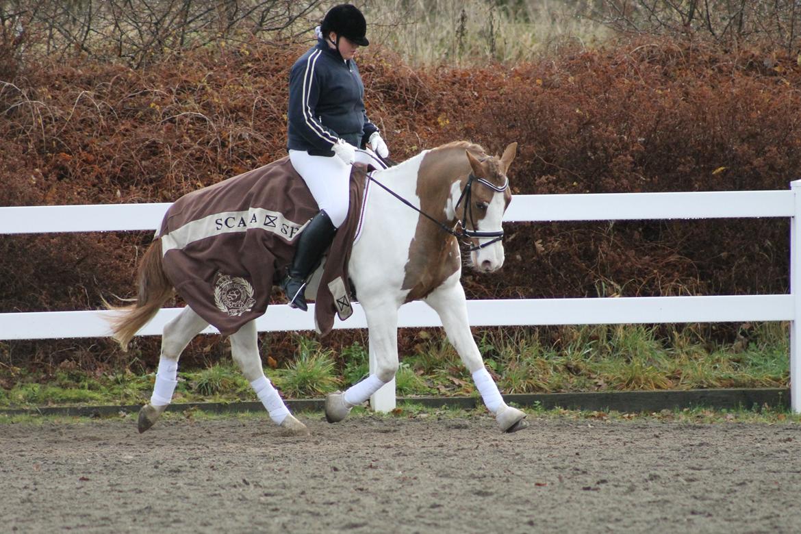 Pinto Aristo billede 16