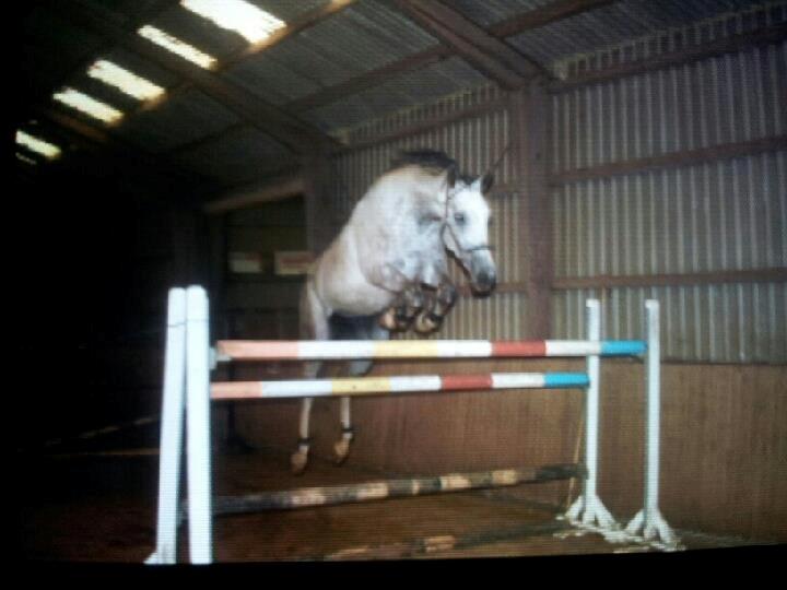 Trakehner Ferrari - Stjernehest <3 billede 1