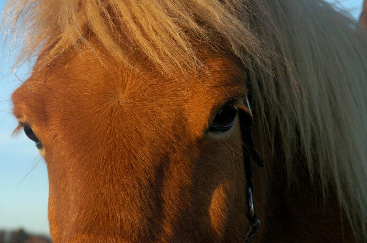 Gotlandsruss Uranus - Smukke øjne :'-D ~ November 2012 (Fotograf - Min far) billede 3