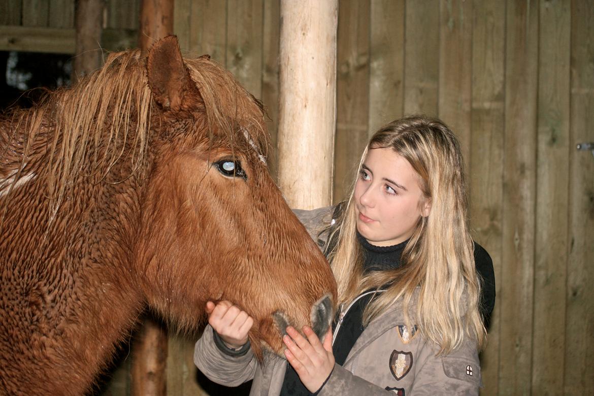 Islænder Blær fra Árbakka - 27 November sluttede vores eventyr! Efter utallige minder måtte jeg sige farvel! Jeg vil altid elske dig <3 RIP billede 1