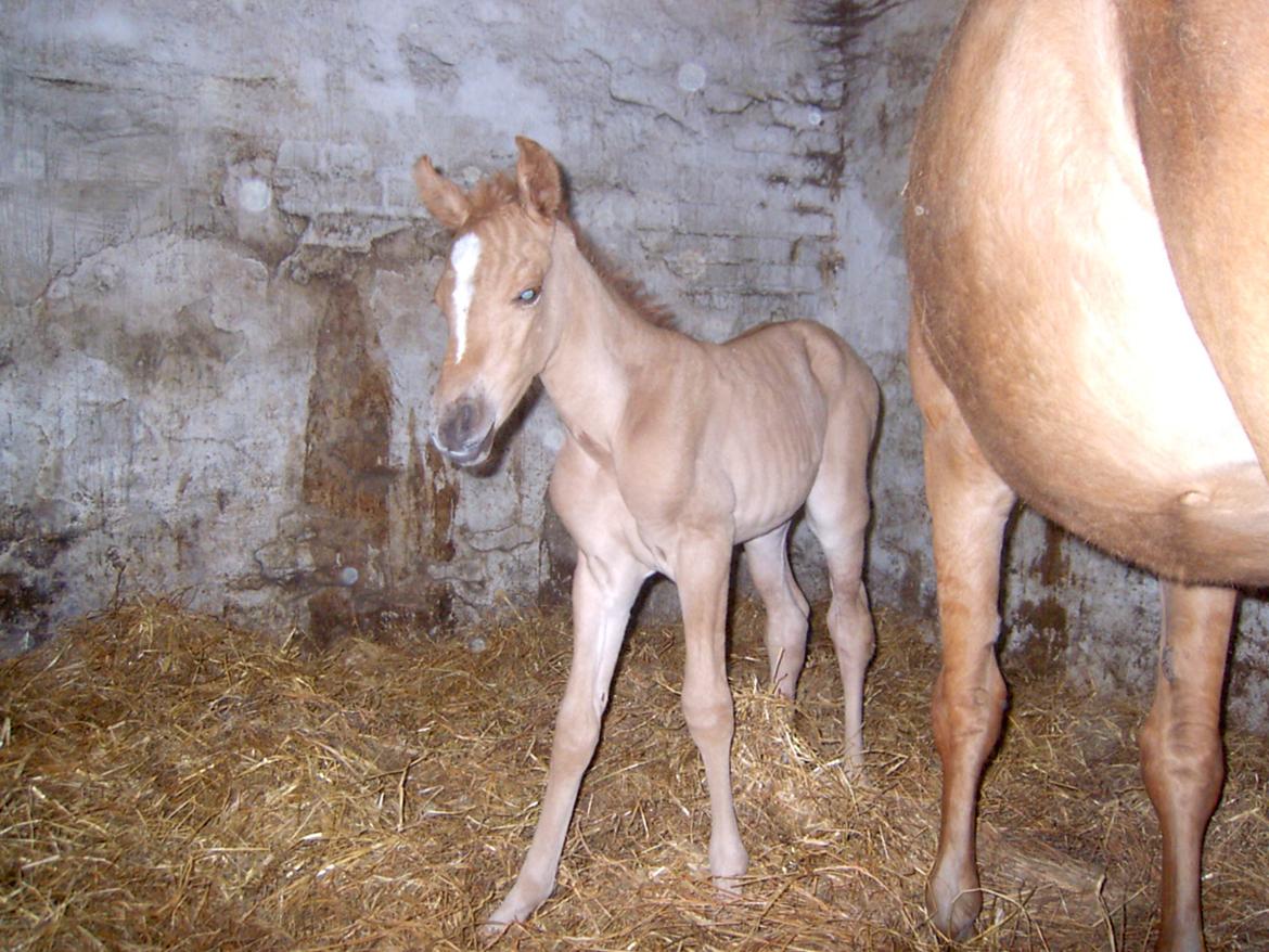 Anden særlig race Magic Zoe Si - Som føl, nuhr hvor er hun sød billede 17
