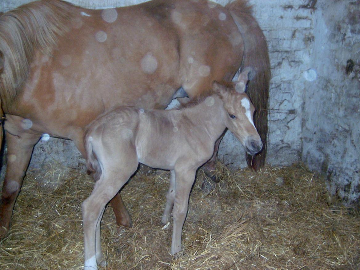 Anden særlig race Magic Zoe Si - Hvor er det sjovt at ha nogle billeder af hende som føl ;-) billede 18