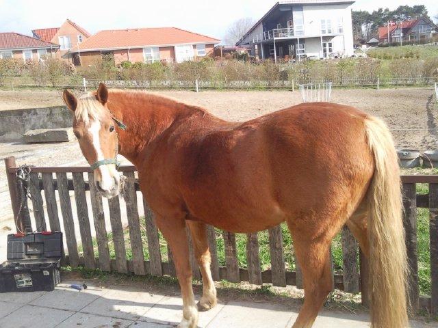 Anden særlig race Lukas (Solgt) - endnu et billede, fra tidligere ejer, inden jeg havde set ham :) billede 20