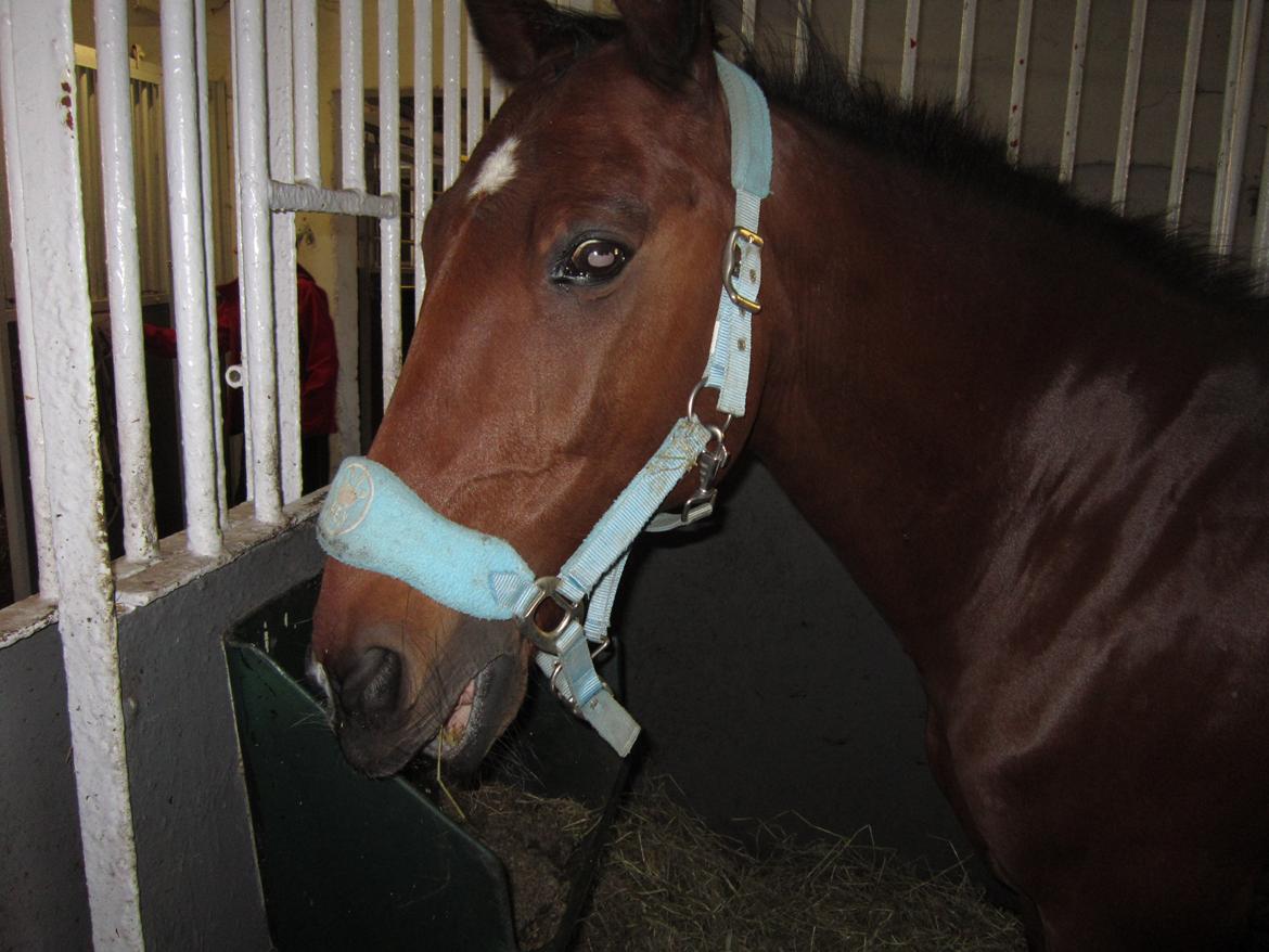 Traver Alex GT  hvil i fred <3 - Min højt elsket og smukke bedste ven <3 billede 12