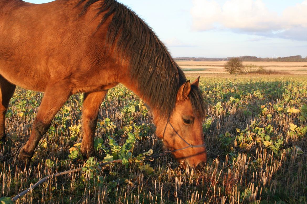 Anden særlig race Britney billede 8