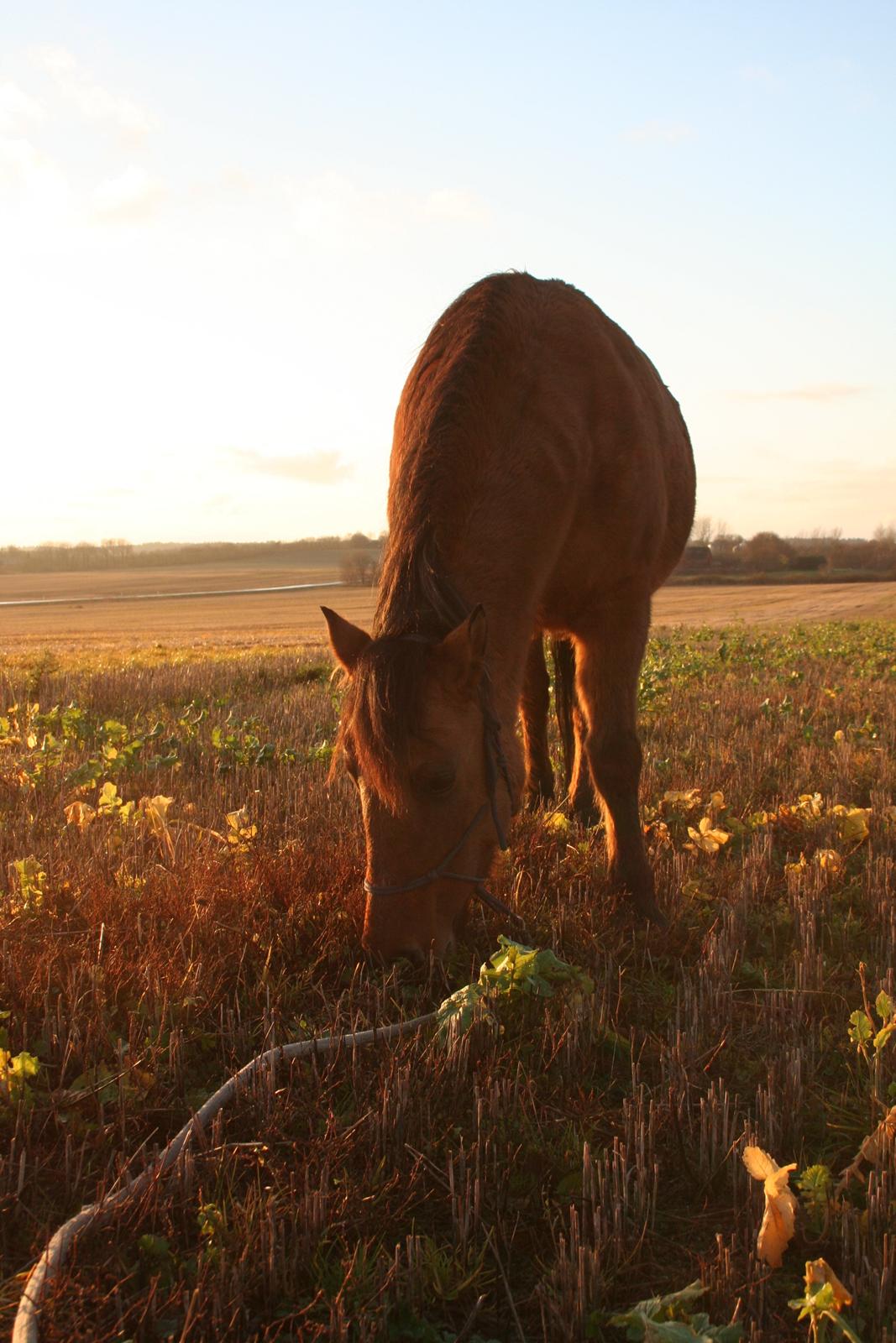 Anden særlig race Britney billede 9