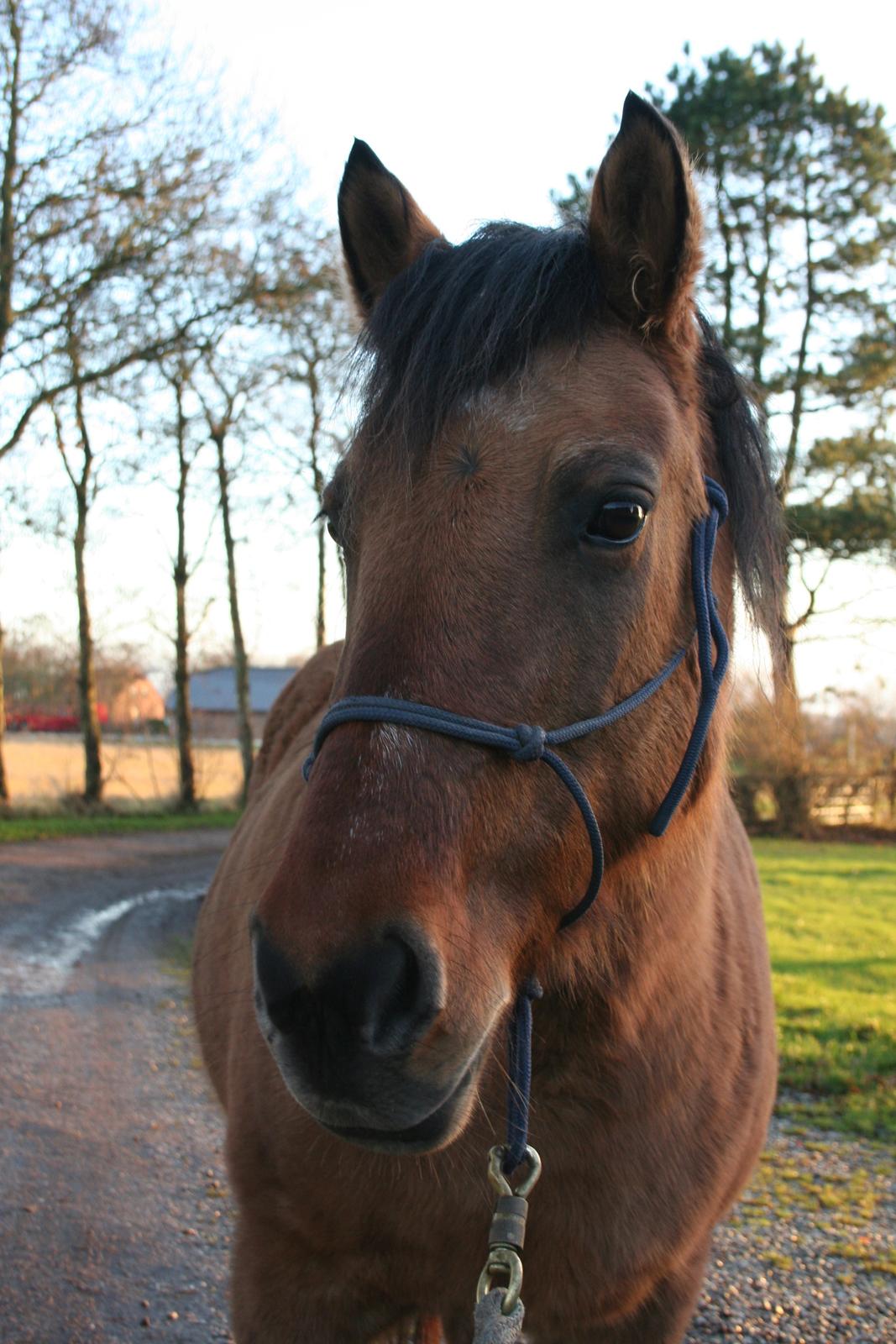 Anden særlig race Britney billede 1