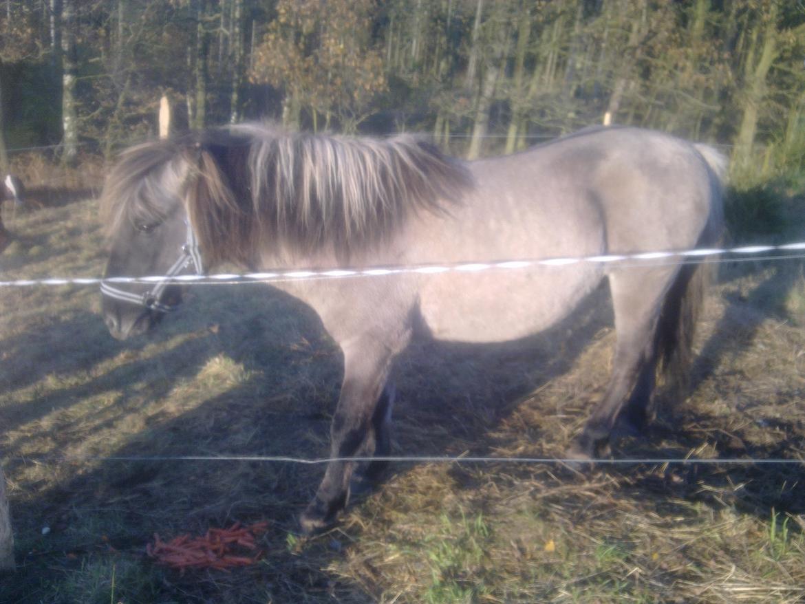 Konik Polski Taran billede 4