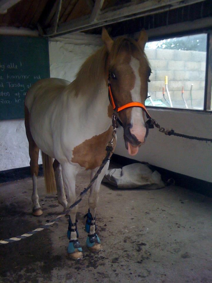 Pinto Rosenlyst's Golden Delight - Delle hygger på staldgangen efter en hård ridetime. 
Sommer 2012.  billede 5