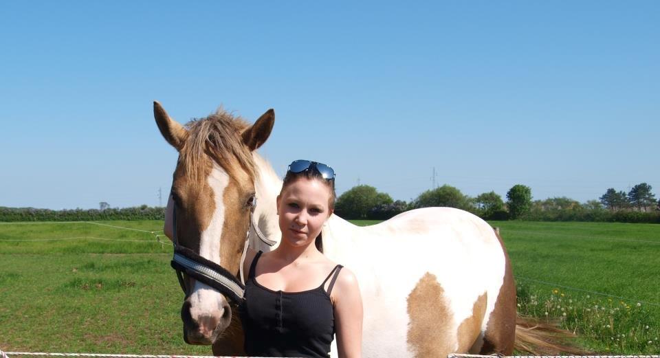 Pinto Rosenlyst's Golden Delight - Sommer 2012. - Kort inden Delight blev flyttet til Bække. billede 6