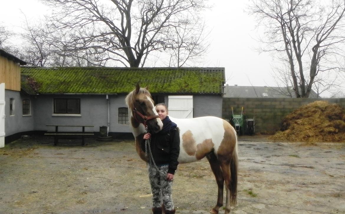 Pinto Rosenlyst's Golden Delight - Hygge d. 27.11.2012 <3  billede 9