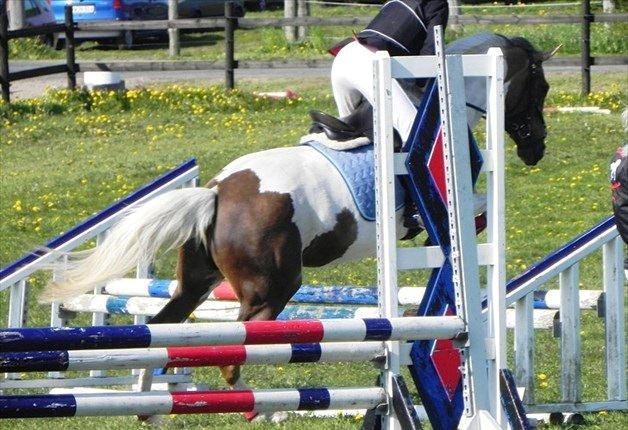 Pinto Rosenlyst's Golden Delight - Springstævne tilbage i 2011. <3  billede 11