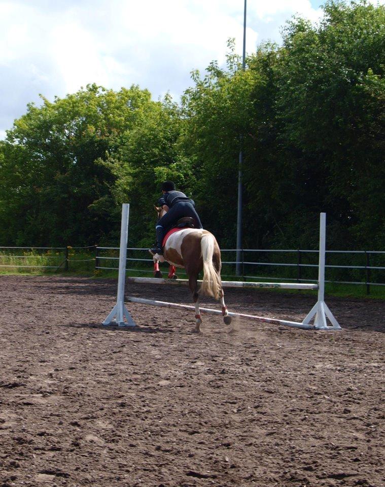 Pinto Rosenlyst's Golden Delight - Springtræning sommer 2012 <3  billede 12