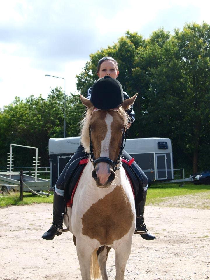 Pinto Rosenlyst's Golden Delight - Fjollehoveder efter springtræning, sommer 2012.  billede 13
