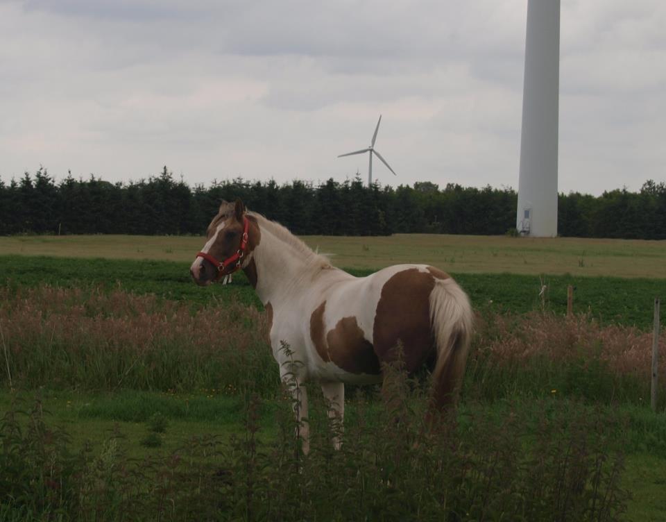 Pinto Rosenlyst's Golden Delight billede 15