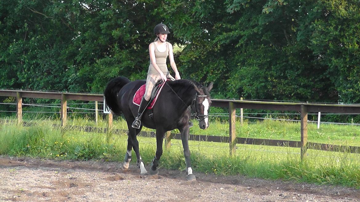 Dansk Varmblod | Campari - 7. Dressur - En af de første gange efter folingen :D billede 7
